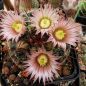 Preview: Mammillaria barbarta - Black Jack Canyon